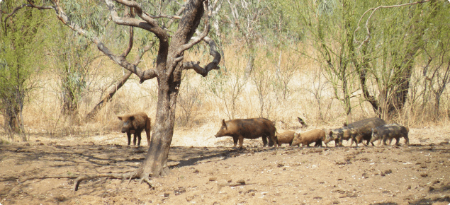 Feral pigs at a waterhole in Western Australia