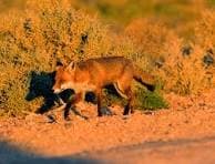 Red fox in Western Australian farmland
