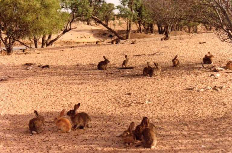 Rabbit Control with a Bow in Western Australia